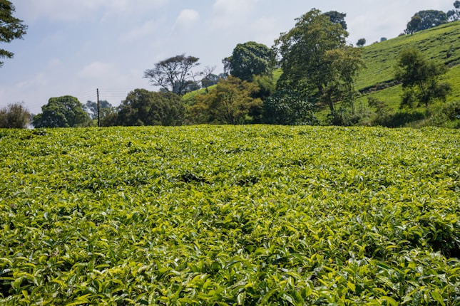 A sprawling tea plantation with lush green tea plants covering the landscape. Tall trees border the plantation, and a slightly overcast sky is visible above. The terrain is slightly hilly, adding depth to the scene.