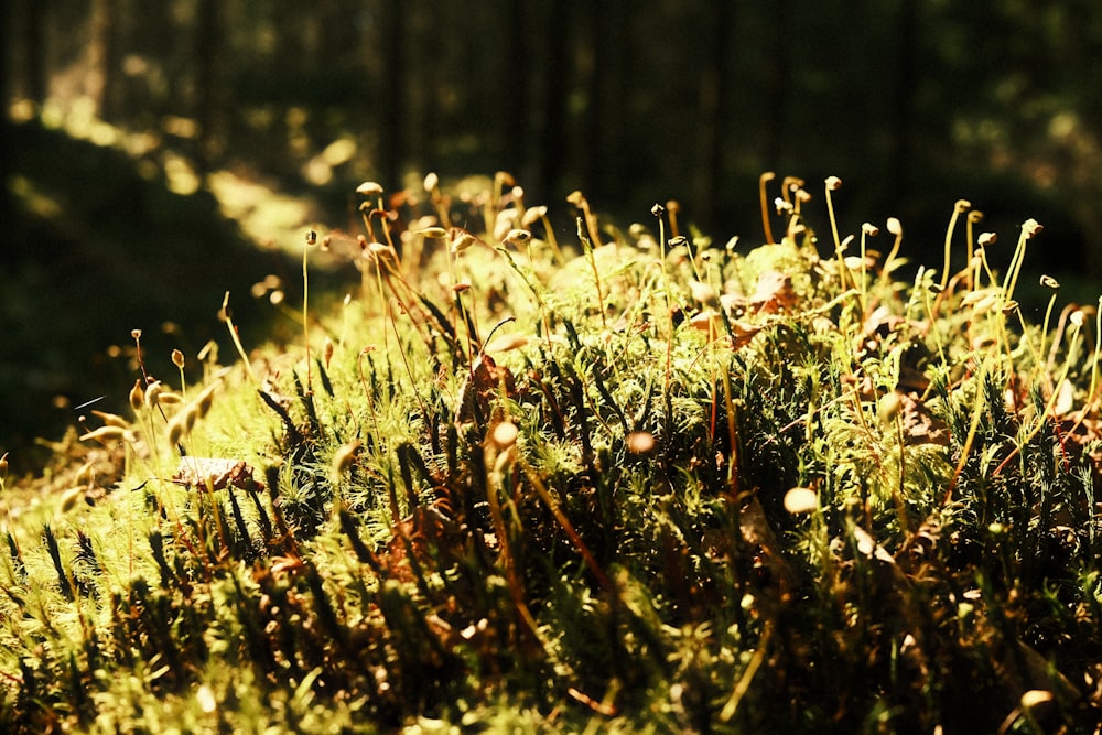 a close up of a plant