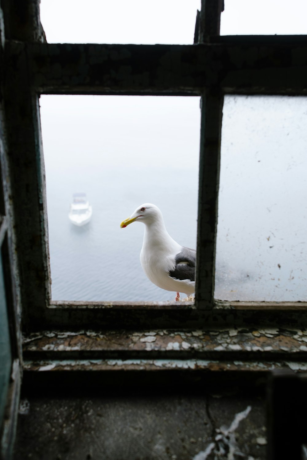 a seagull in a window