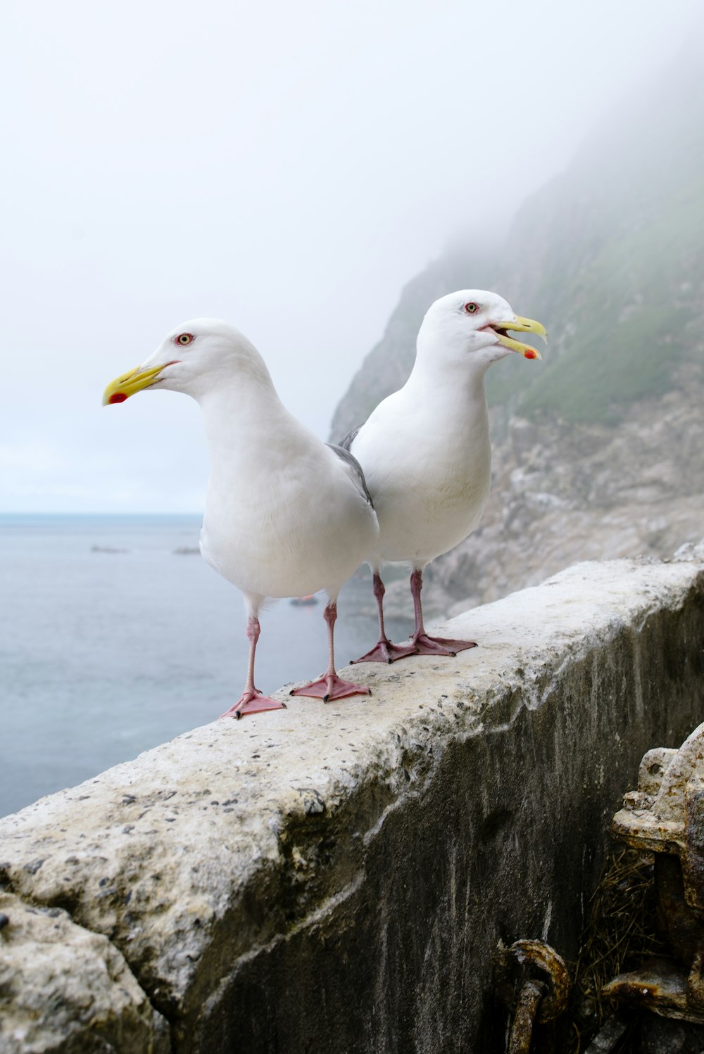 two seagulls on a rock
