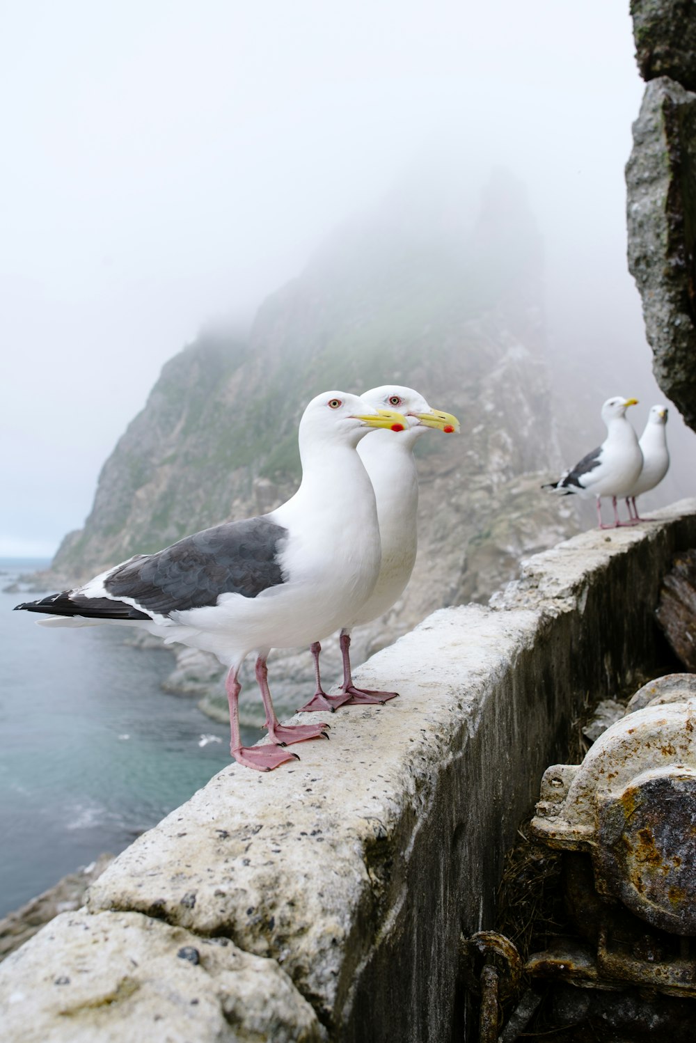 a group of seagulls on a rock