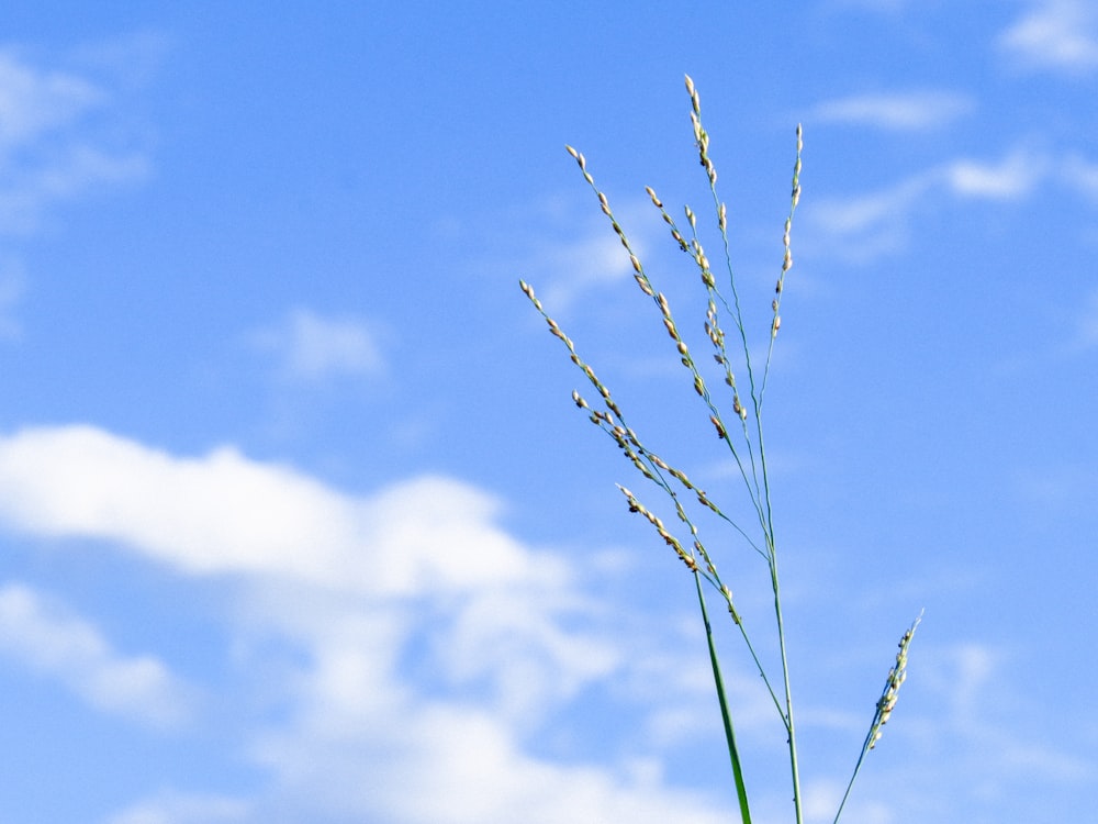 a close-up of a plant