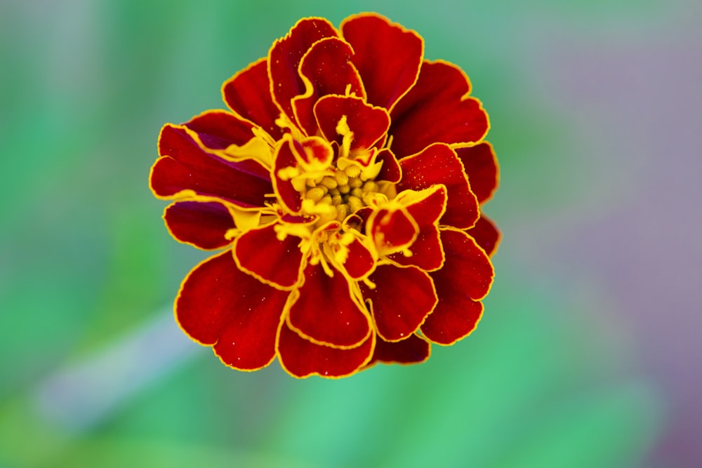 a close up of a flower