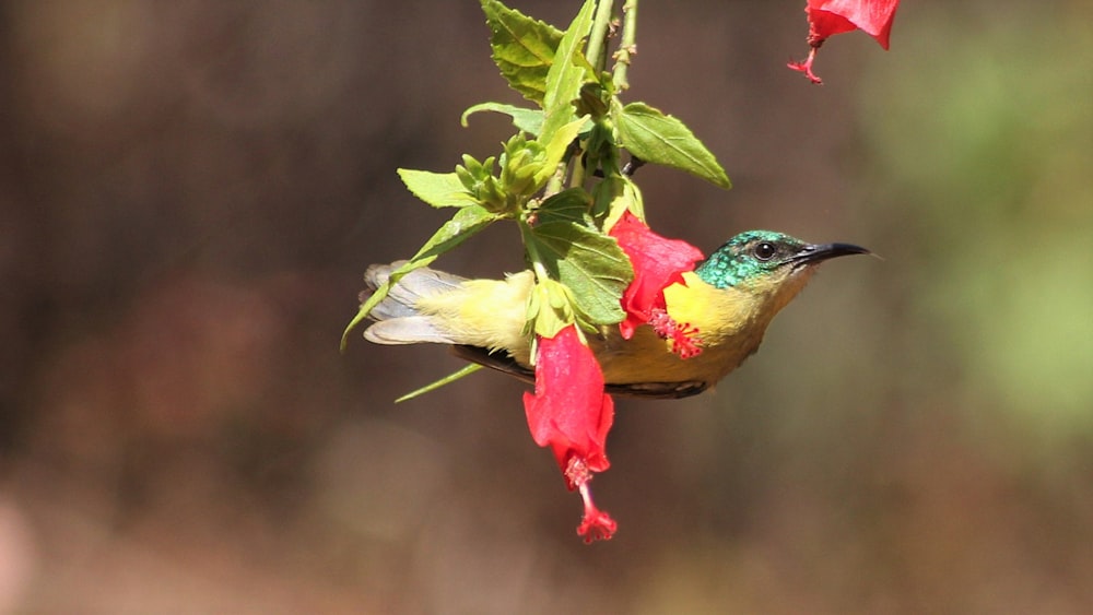 a bird with a flower on its head