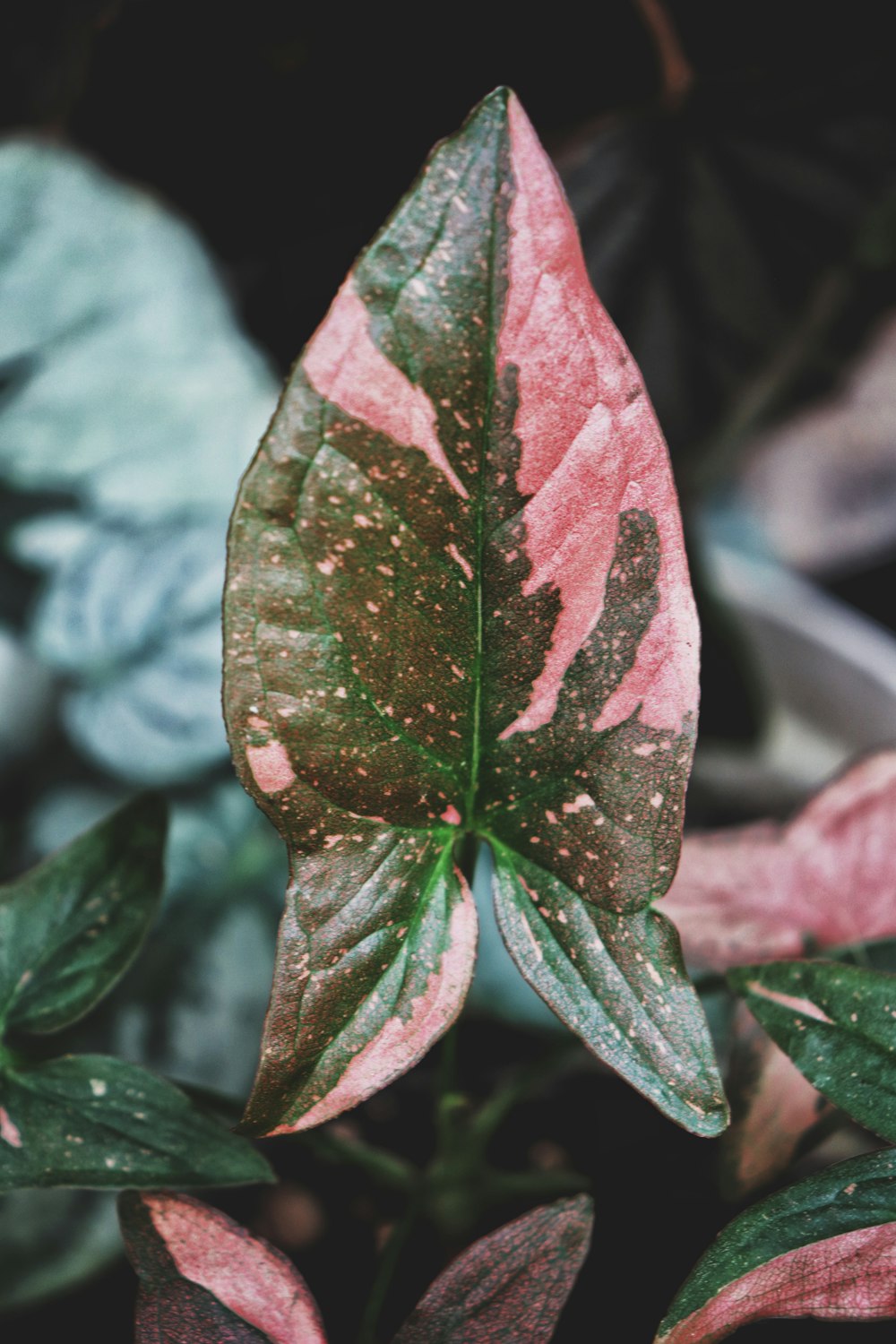 a close up of a leaf