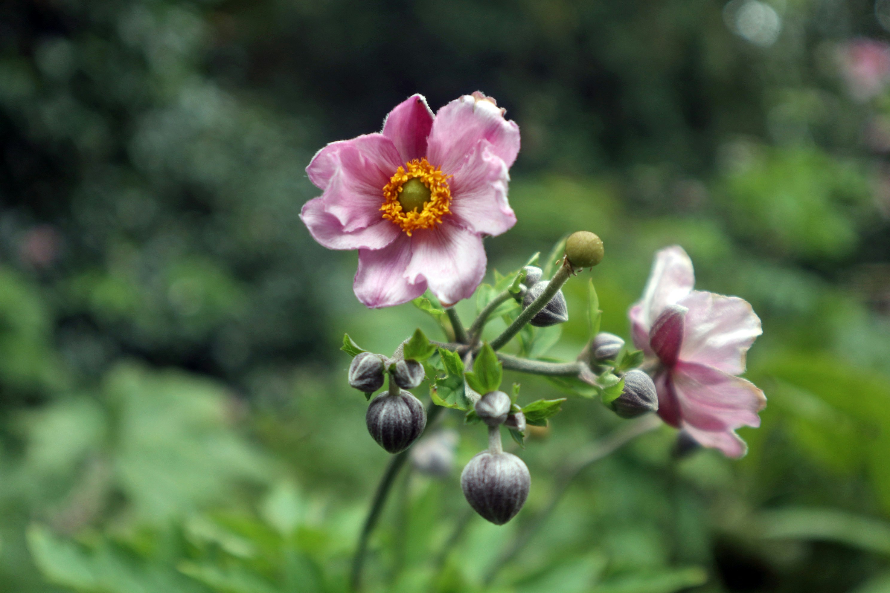 a close up of a flower