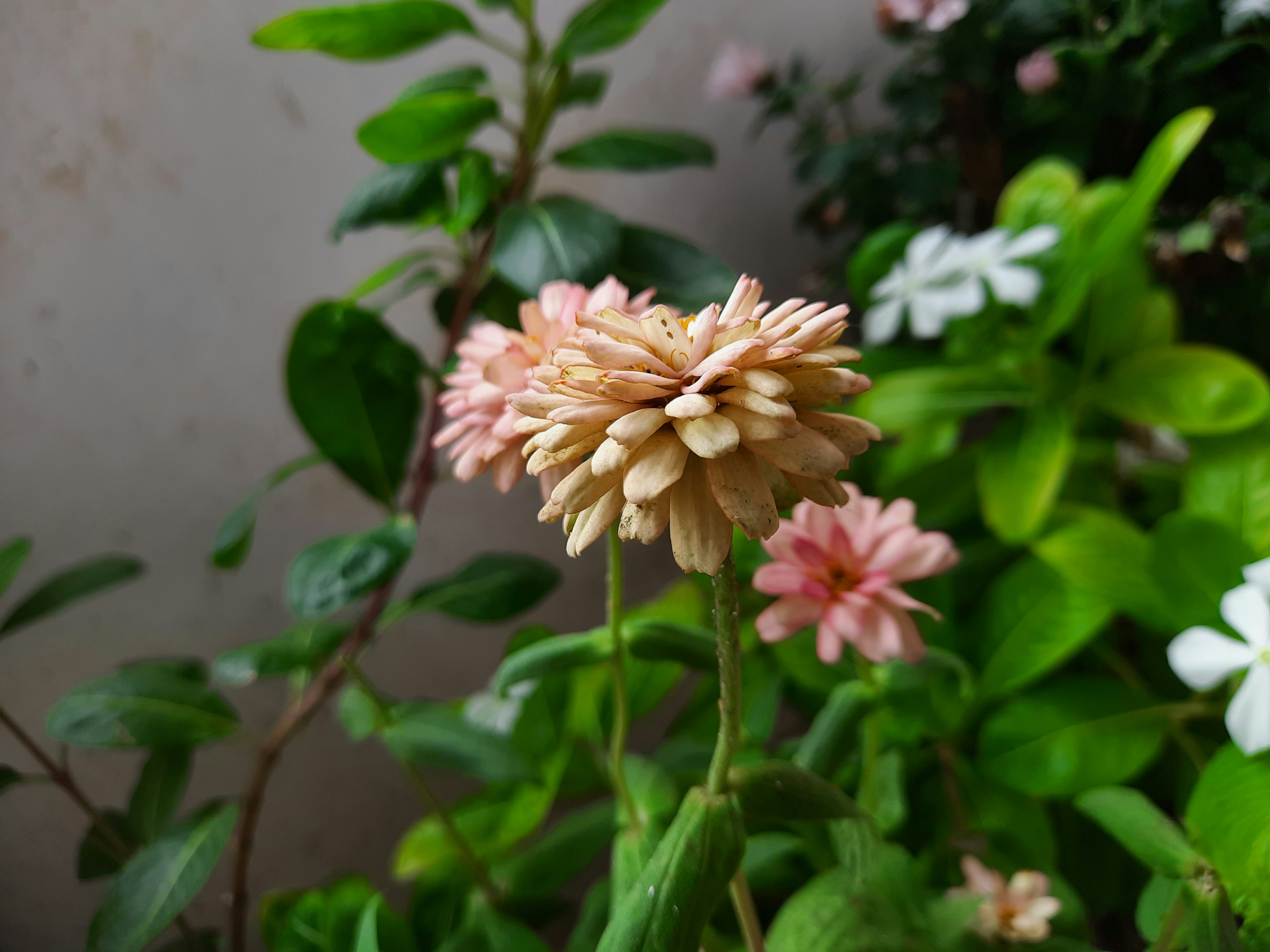 a close up of a flower