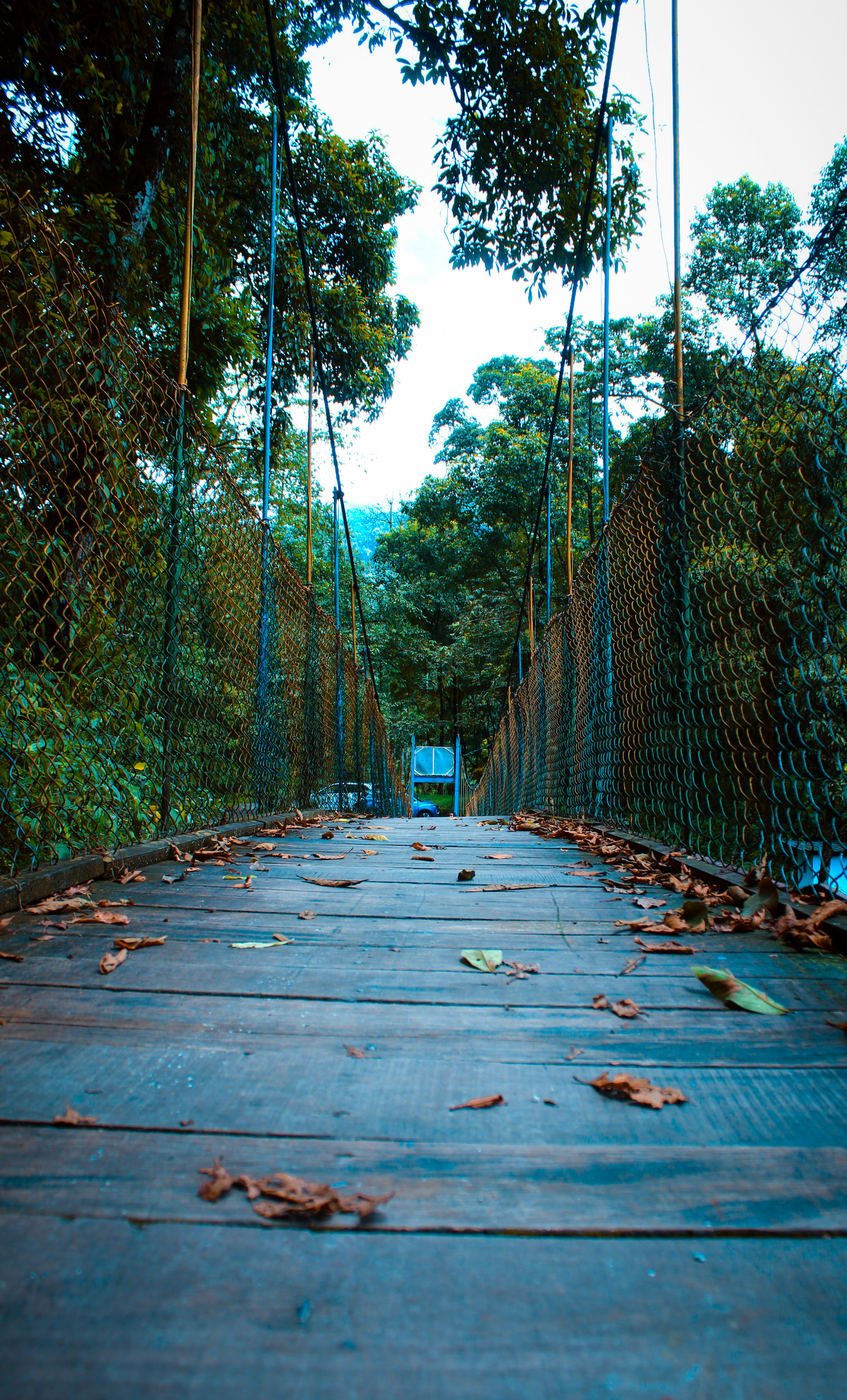 a walkway with trees on either side