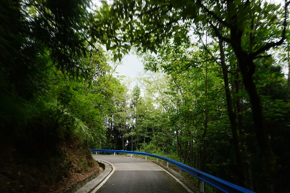 a road with trees on either side