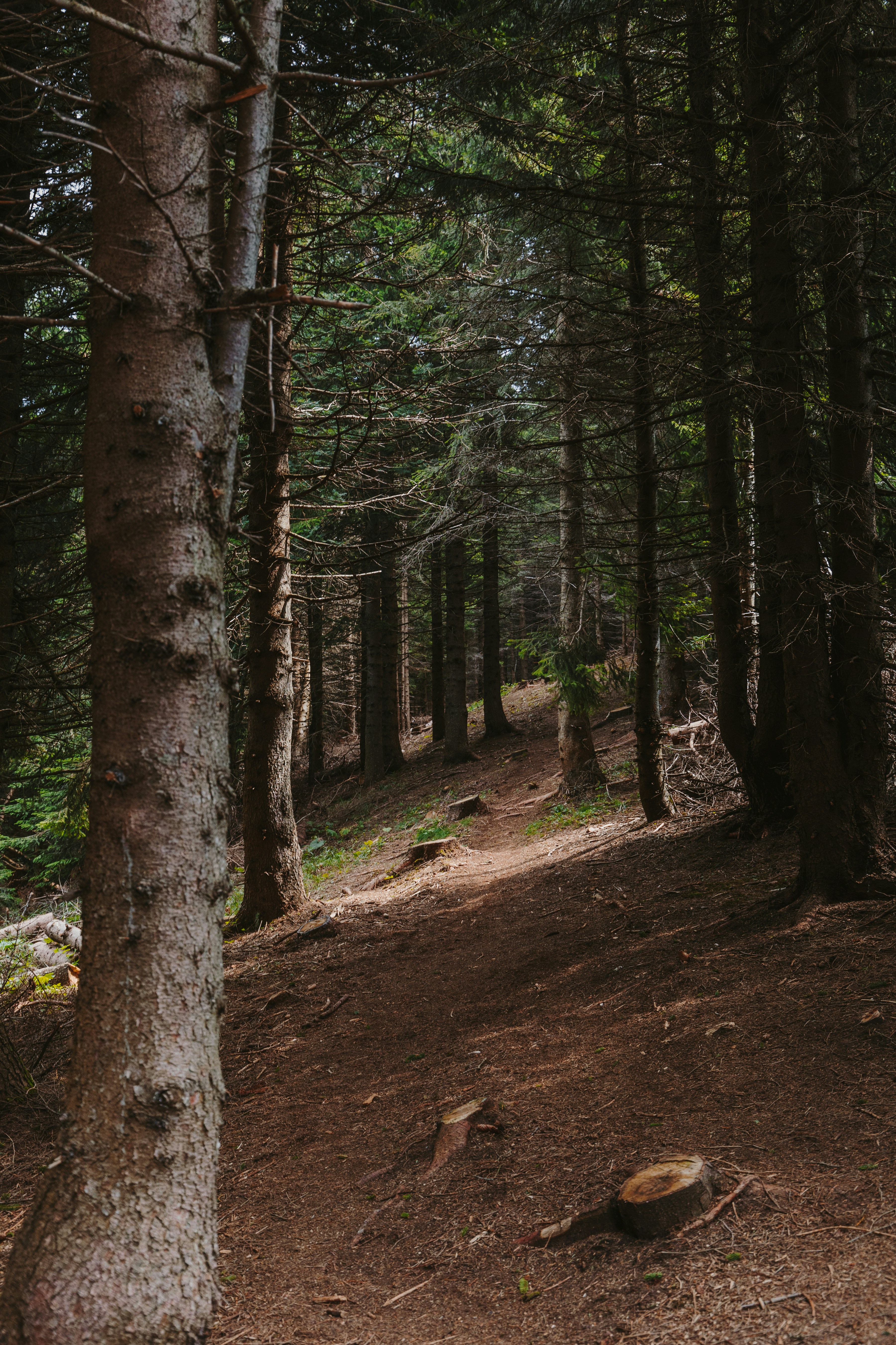 Photo by maxim_klimashin