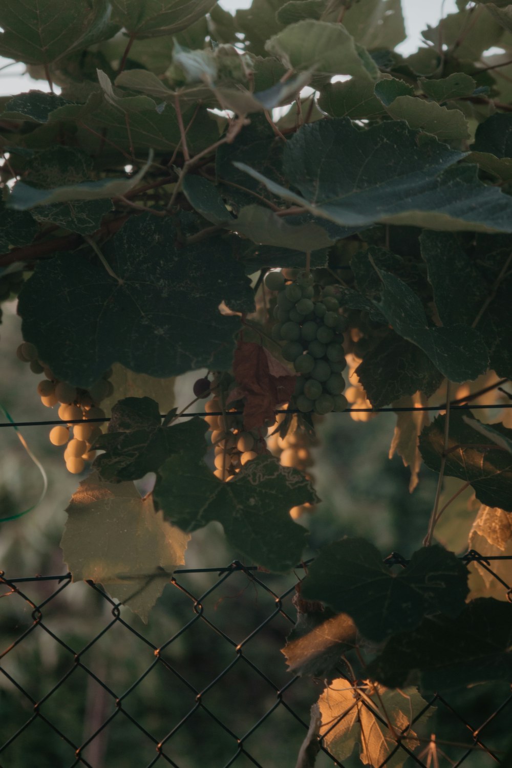 a close up of a plant