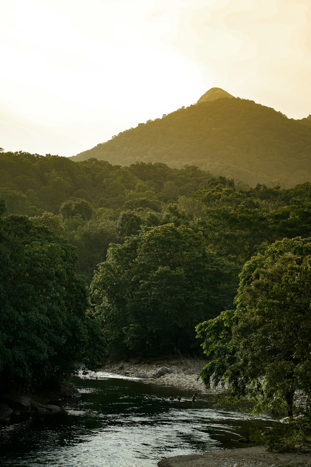 a river running through a forest