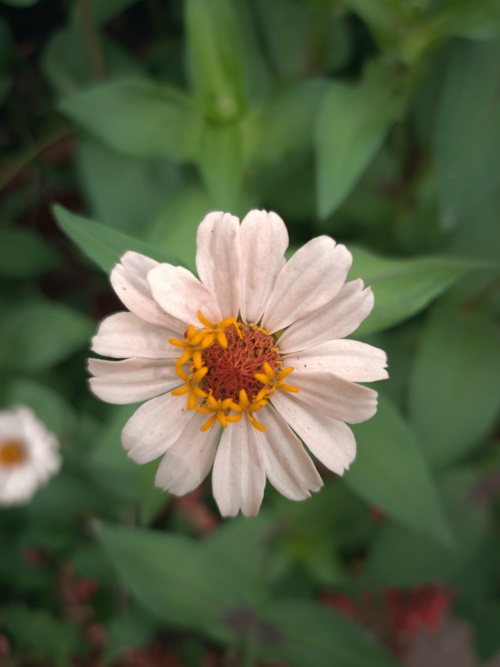 uma flor branca com centro amarelo