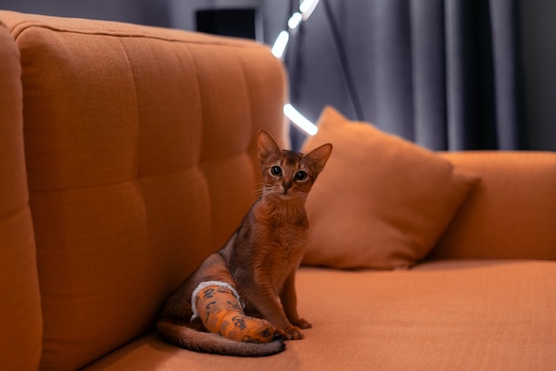 a cat sitting on a couch