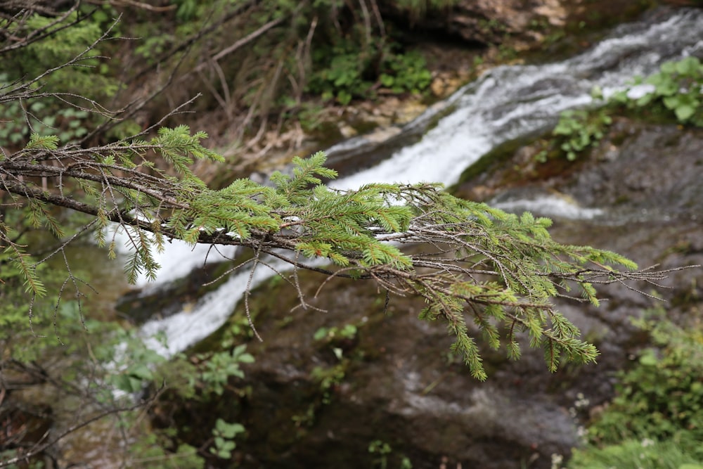 a small stream with moss on the top