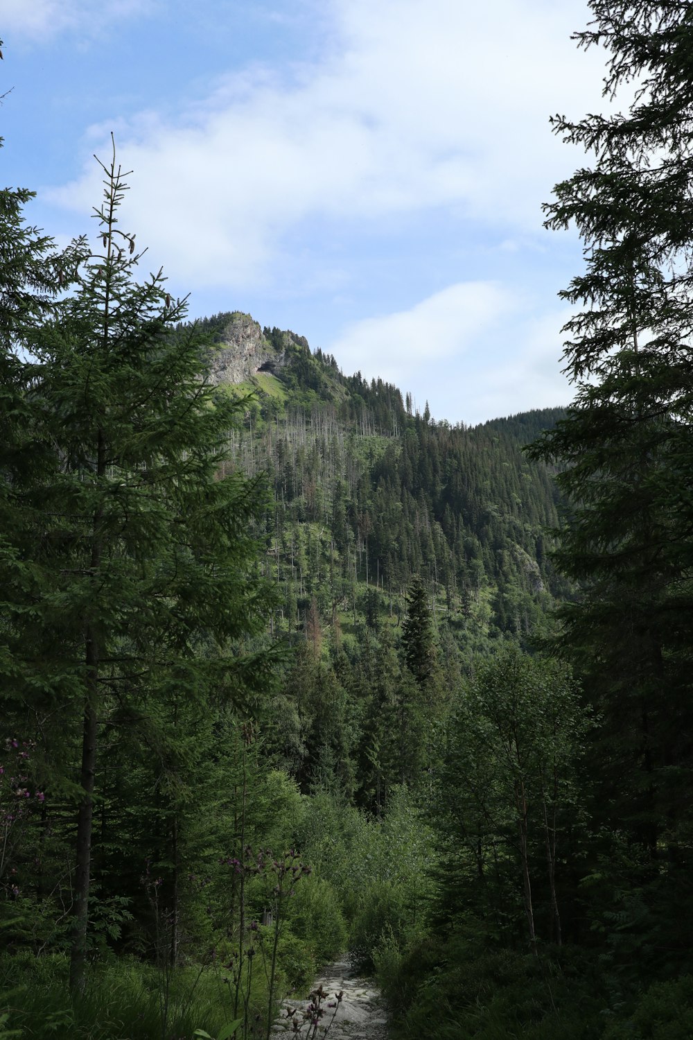 a mountain with trees and a trail