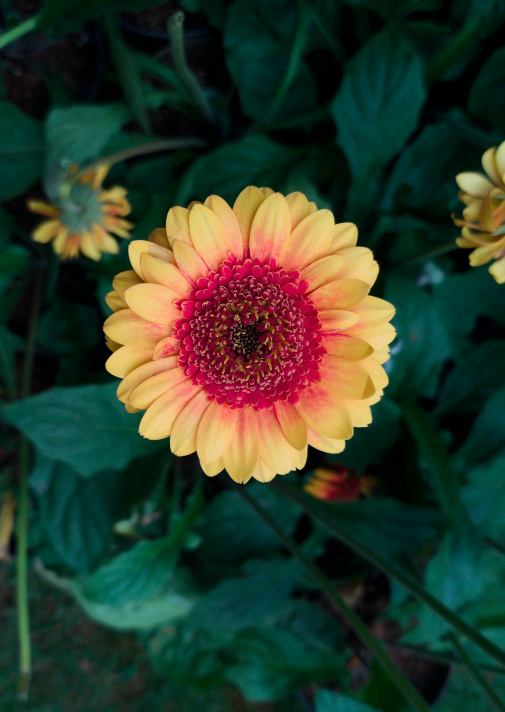 a yellow flower with green leaves