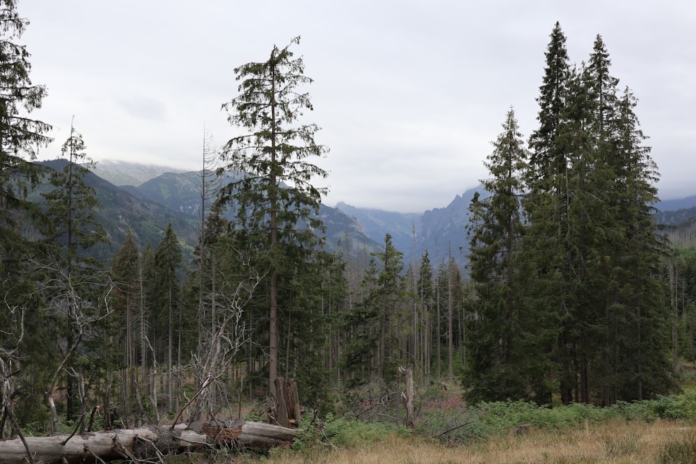 a forest of trees