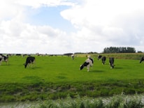 Fresh dairy cows grazing in a lush green field near Orai under a bright blue sky.