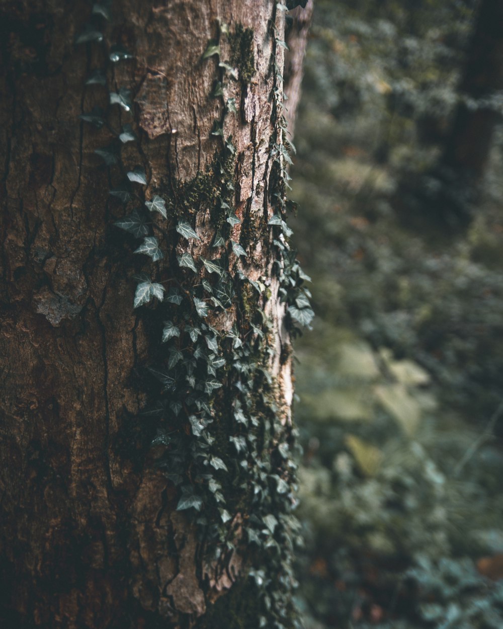 a close up of a tree trunk