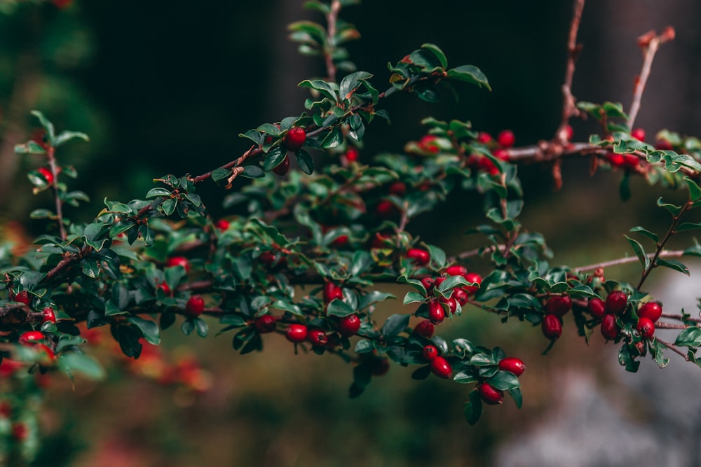 a tree with red berries