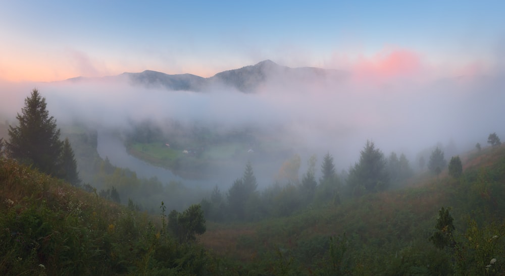 a foggy forest with trees