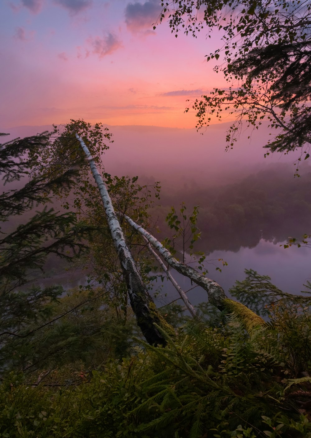 a tree in the middle of a forest