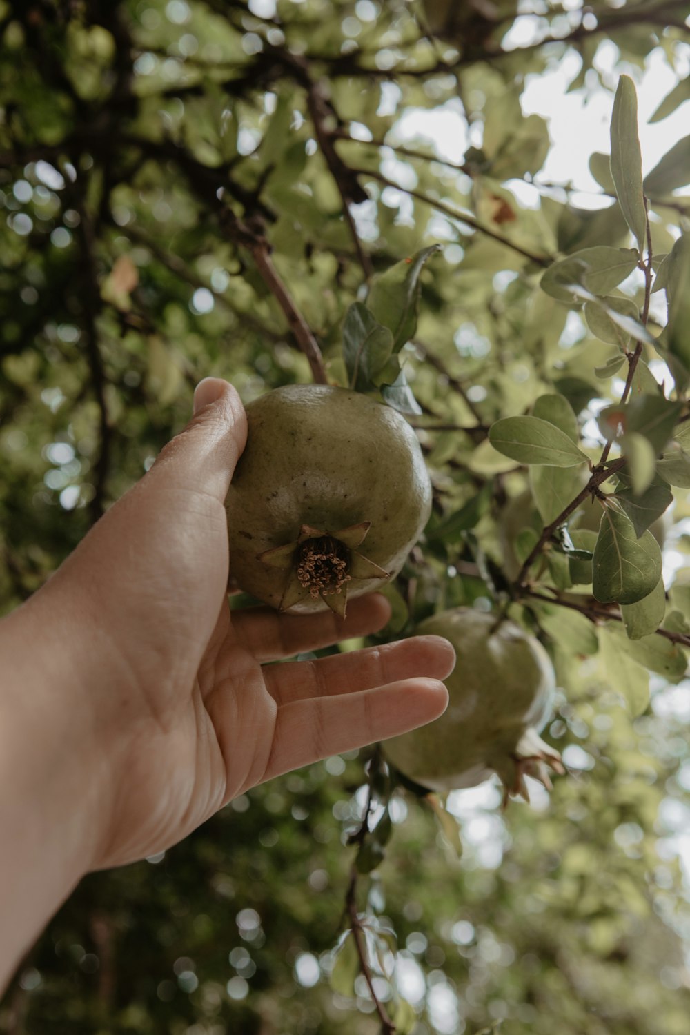 a hand holding a fruit