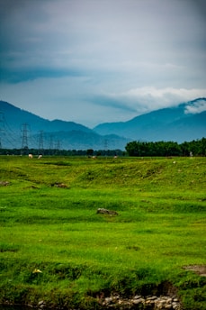 a large green field with power lines