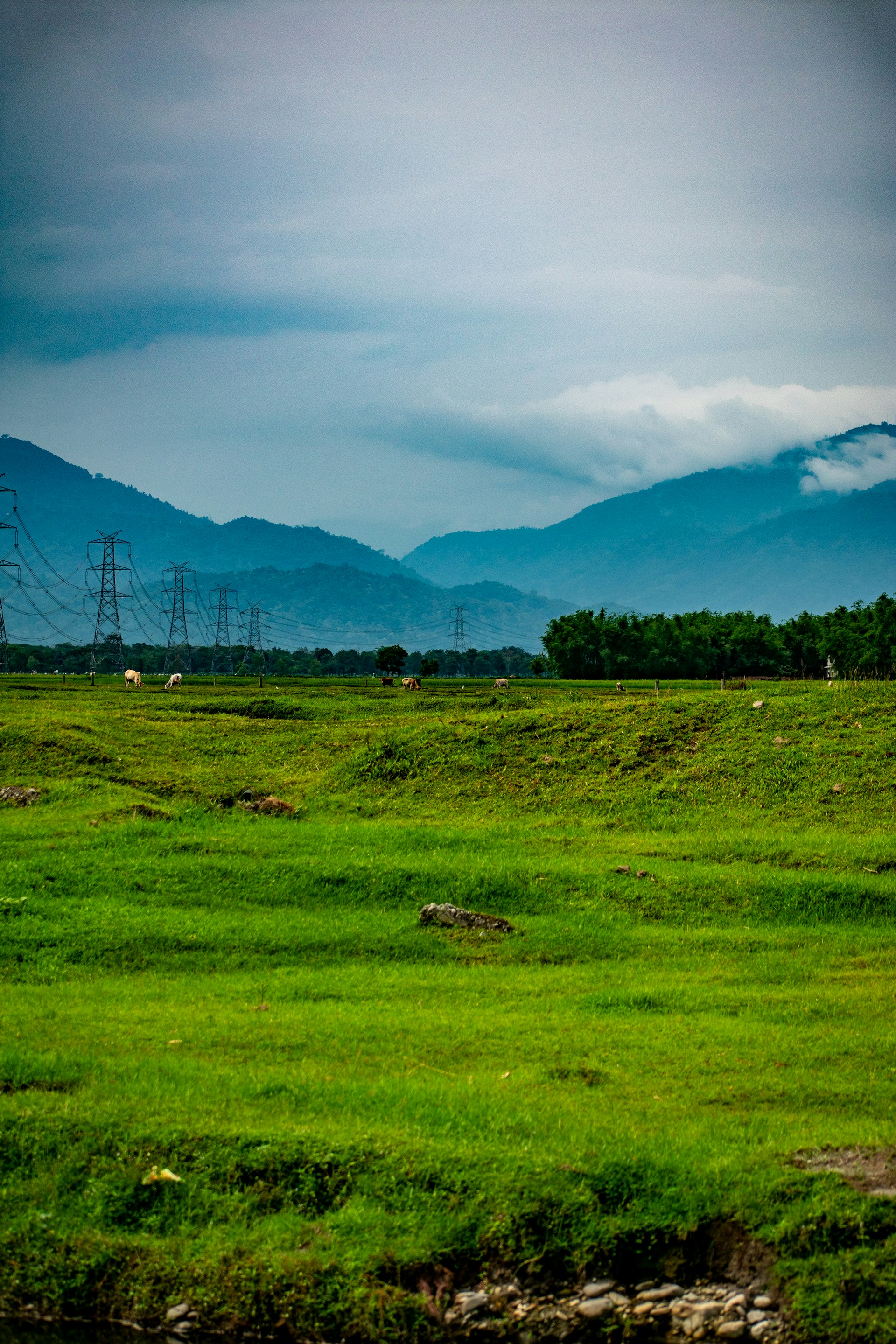 a large green field with power lines