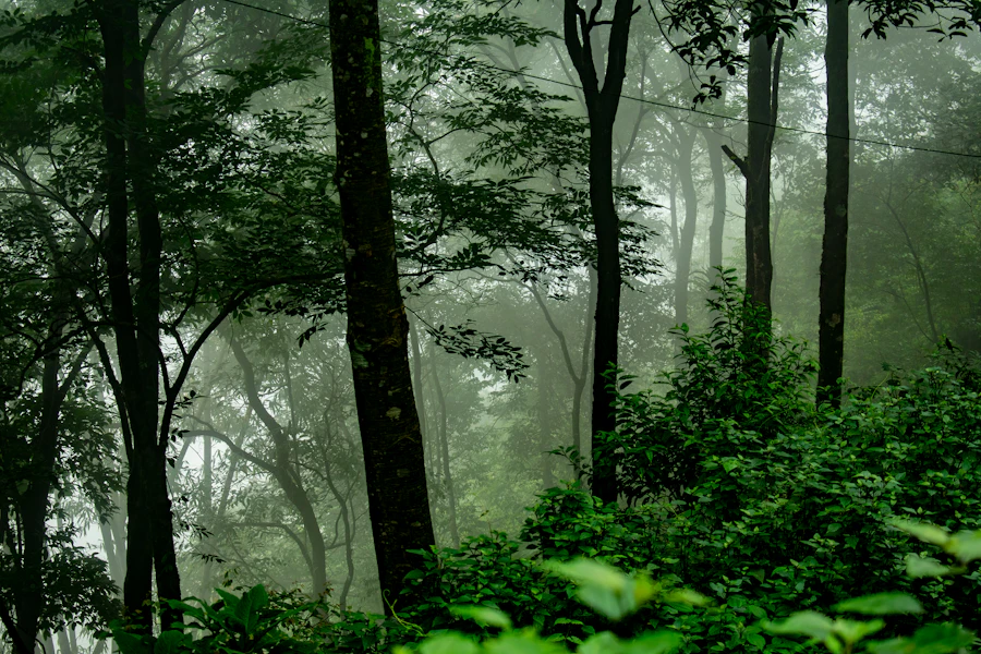 Sacred groves