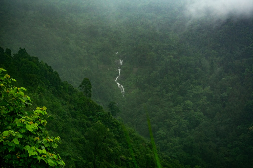 a forest with trees