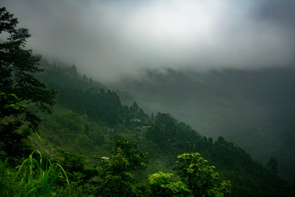 a foggy valley with trees