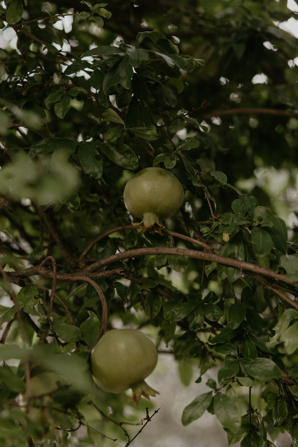 a tree with green fruit