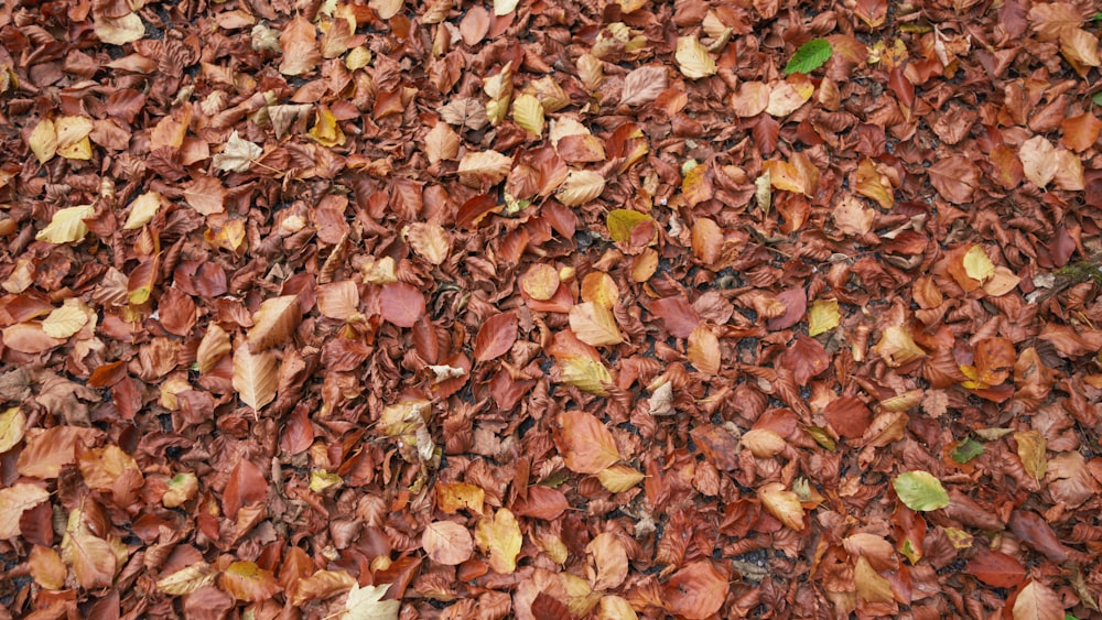 a pile of leaves