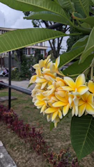 Wide shot of a winding path lined with blooming plumeria trees.