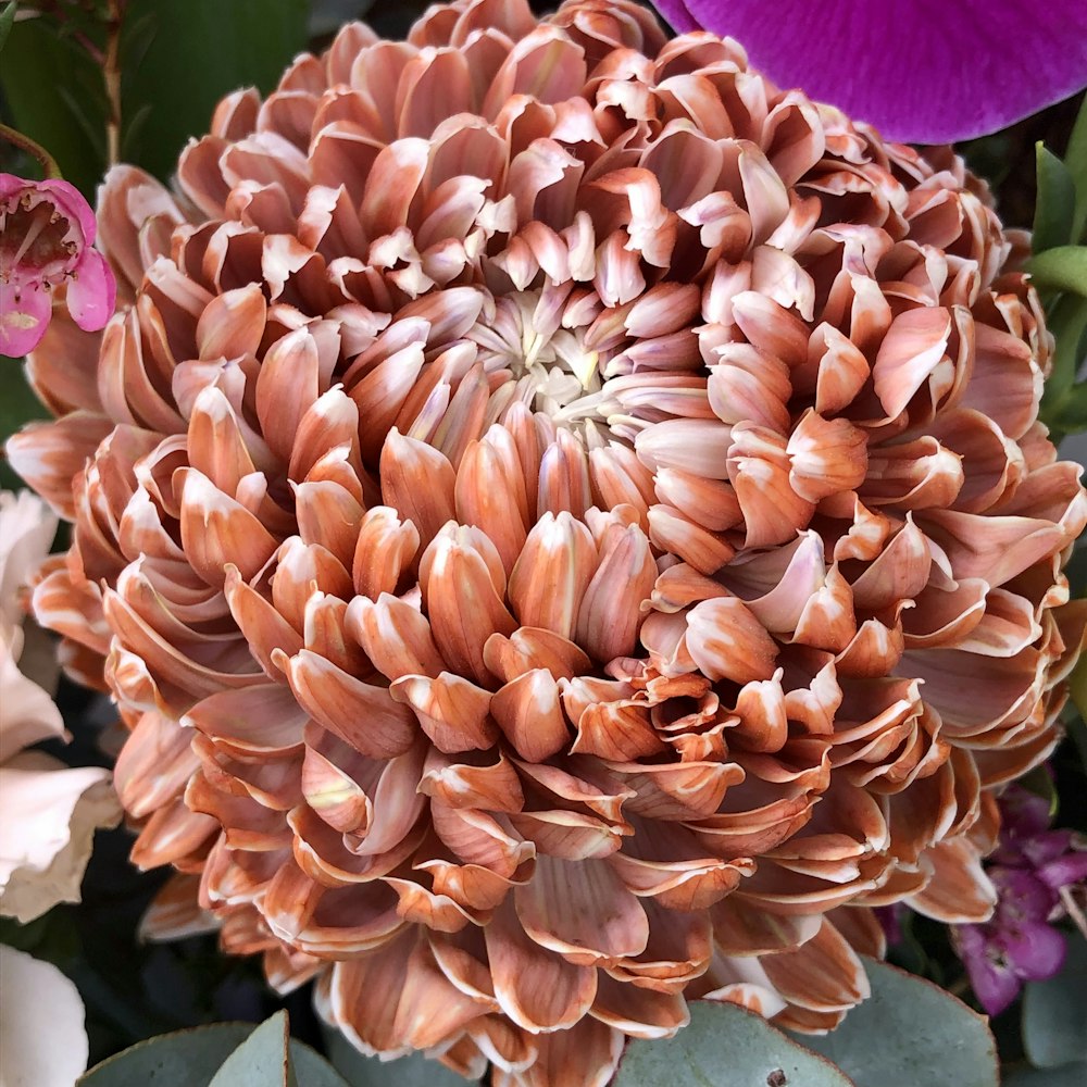 a close up of a flower