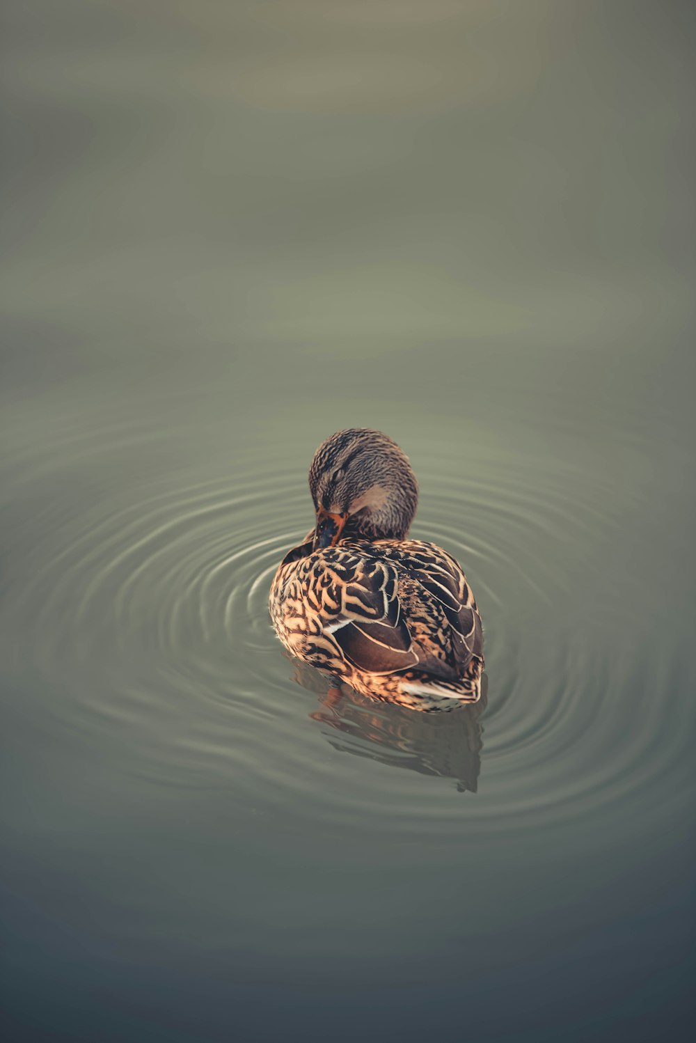 a duck swimming in water