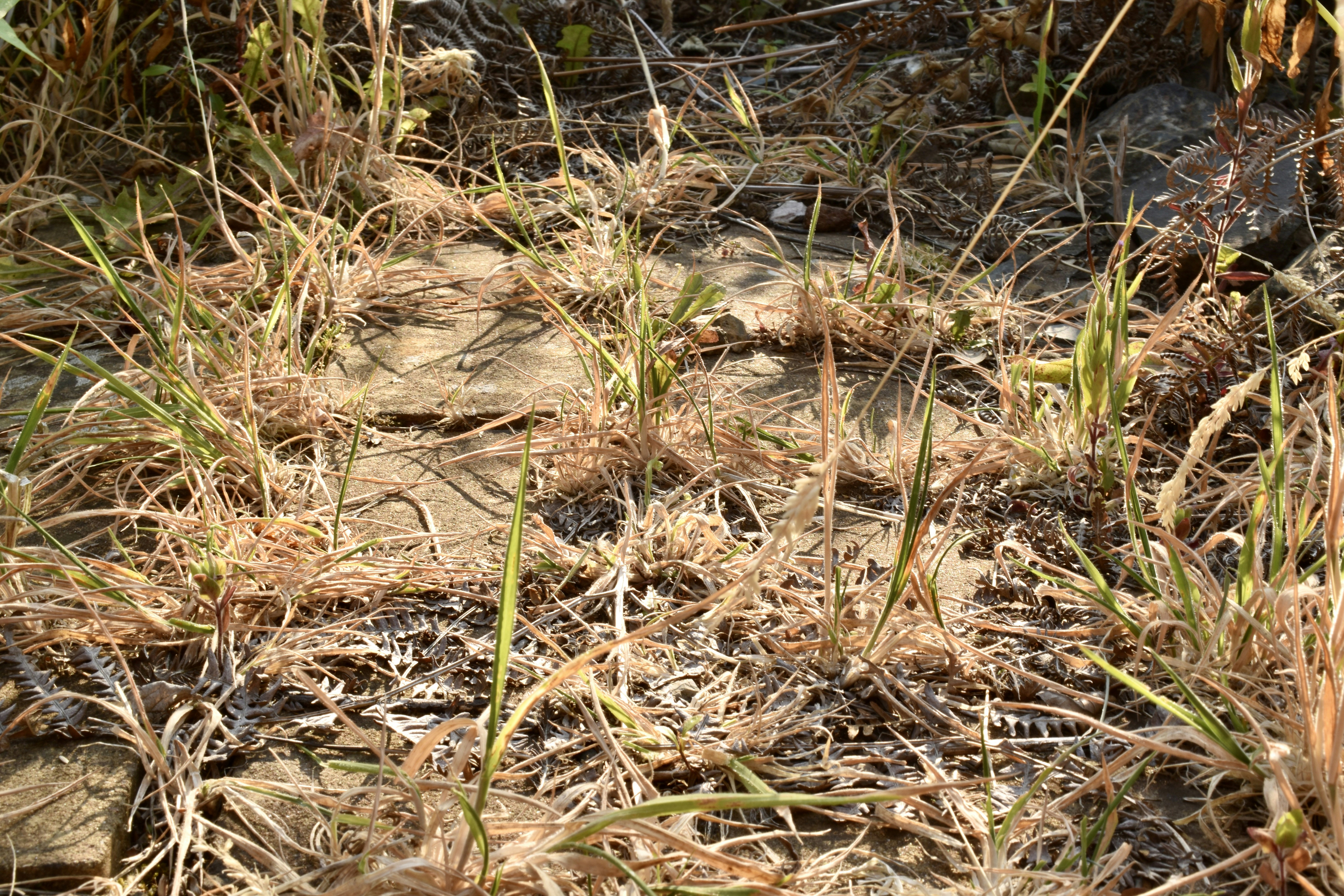 How to Control Garden Weeds Naturally: 7 Proven Methods