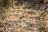 Close-up of overgrown weeds before cutting and clean ground after work in Kurihashi area.