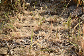 Close-up of overgrown weeds before cutting and clean ground after work in Kurihashi area.