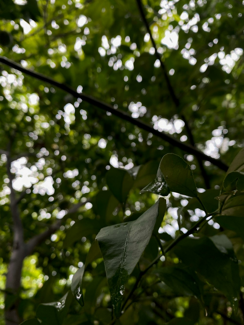 a close up of a leaf