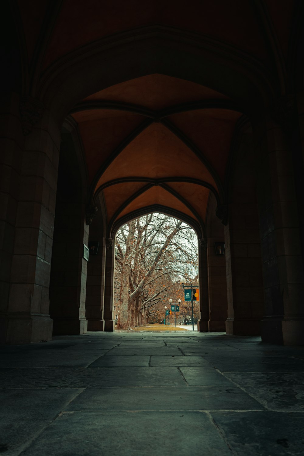 a tree in a tunnel