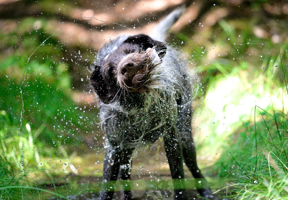 a monkey standing in water