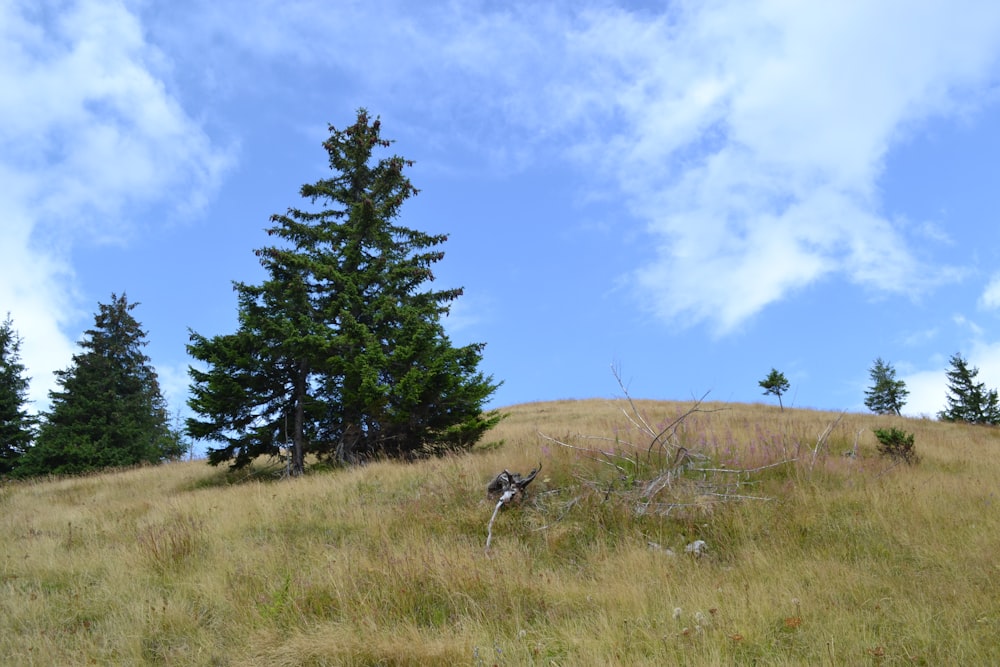 a deer in a grassy field