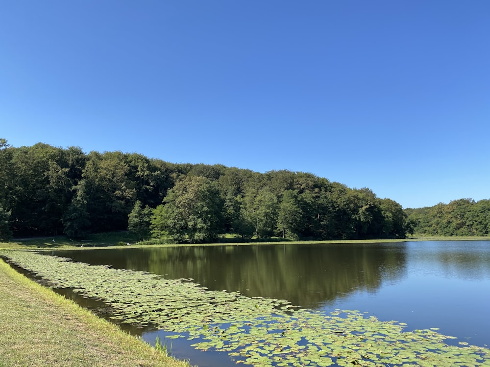 a body of water with trees around it