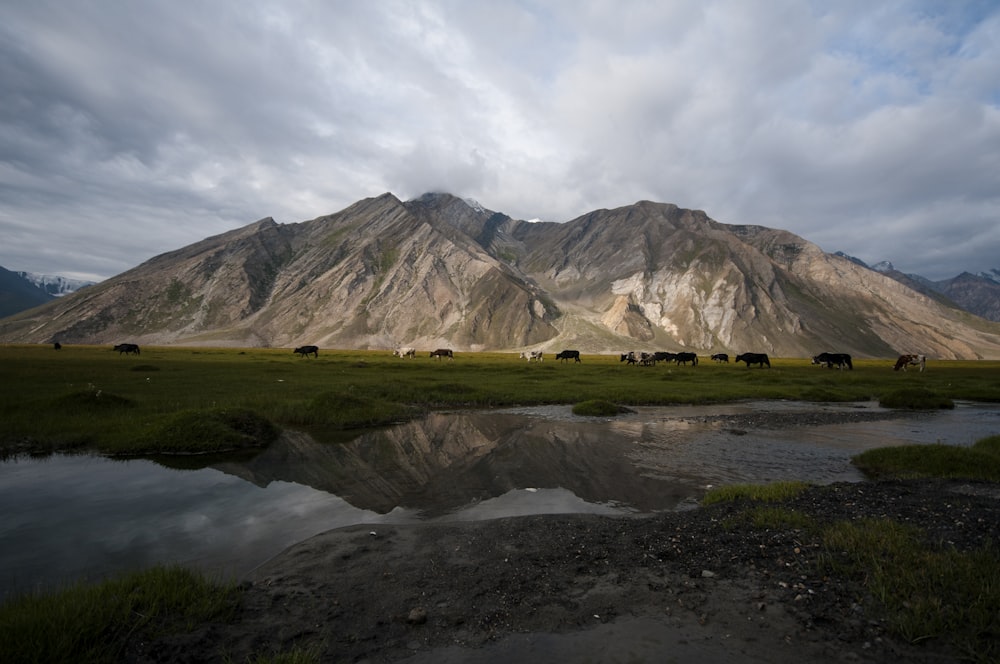 a group of animals stand near a body of water