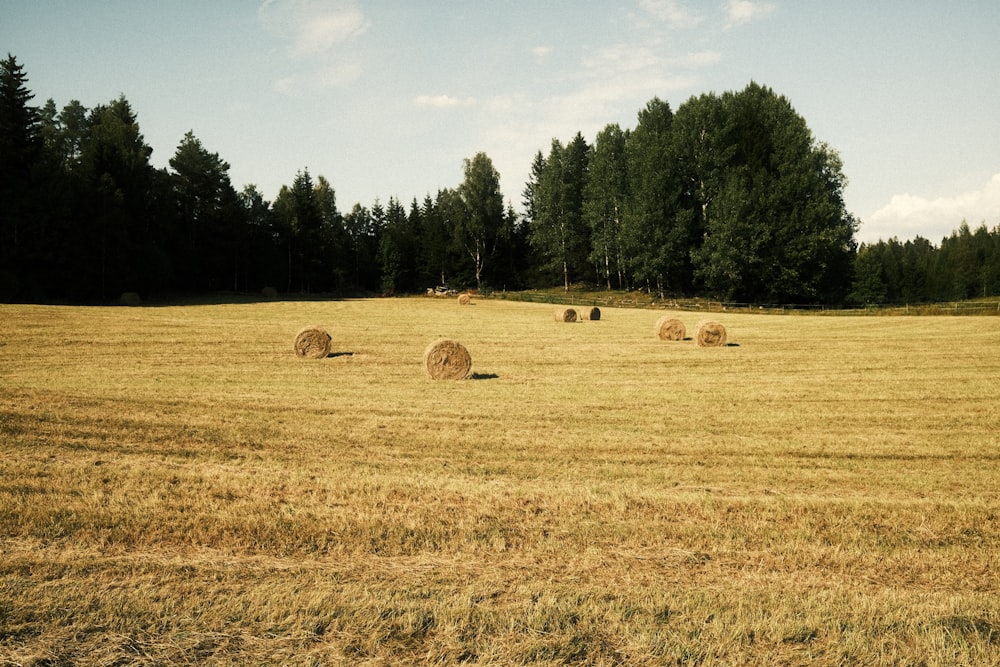 a group of animals in a field