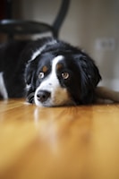 a dog looking at the camera