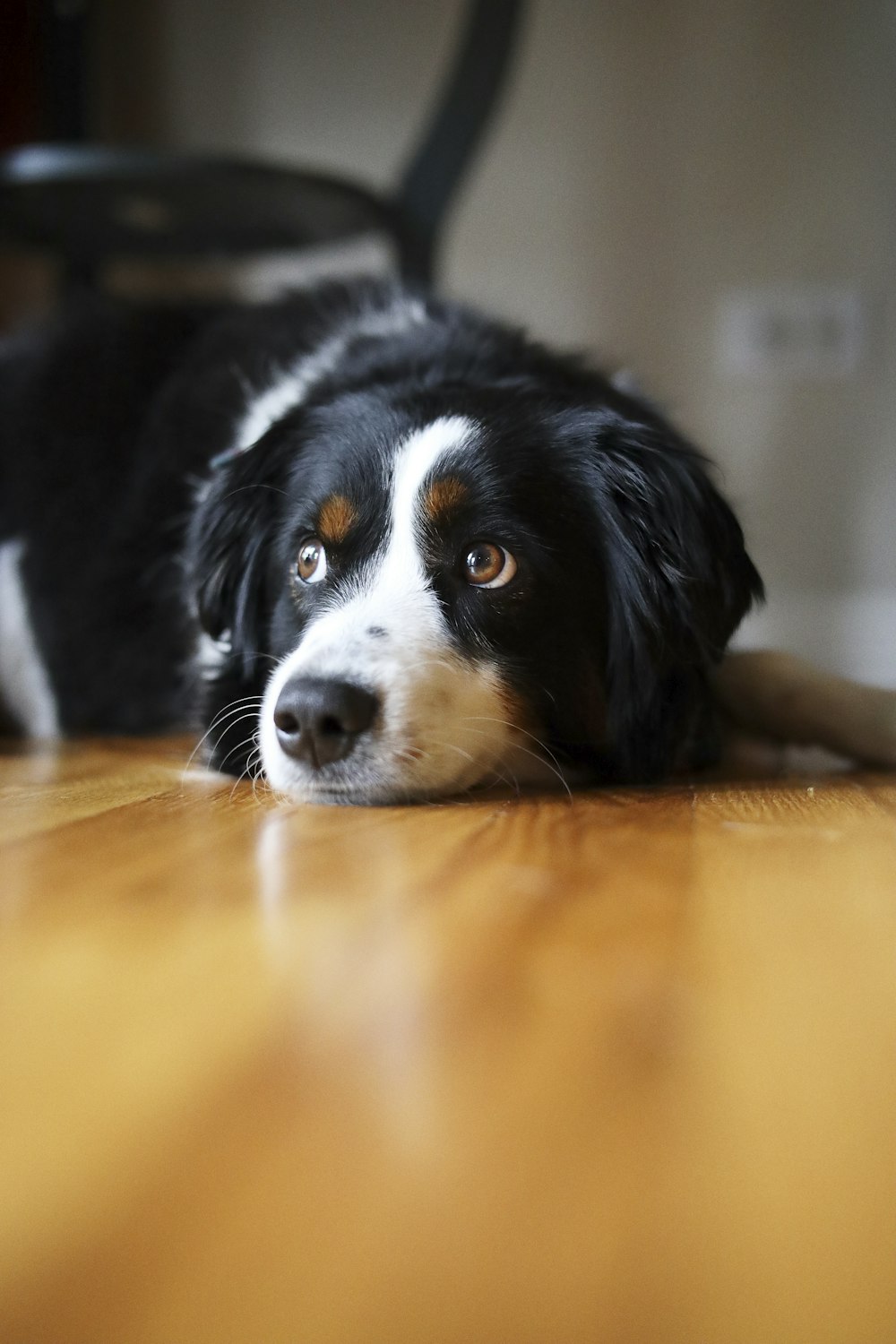 a dog looking at the camera